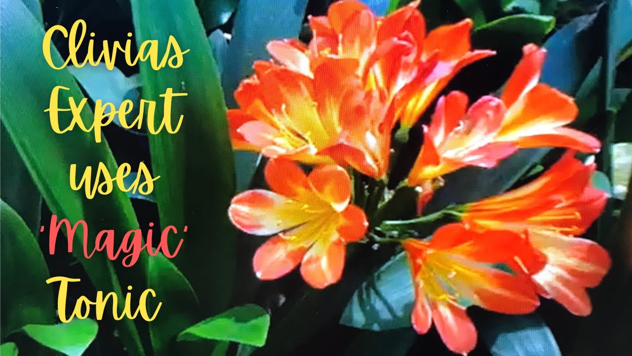 Clivias Expert is Amazed with special natural growth stimulant, says MAGIC FERTILISER!