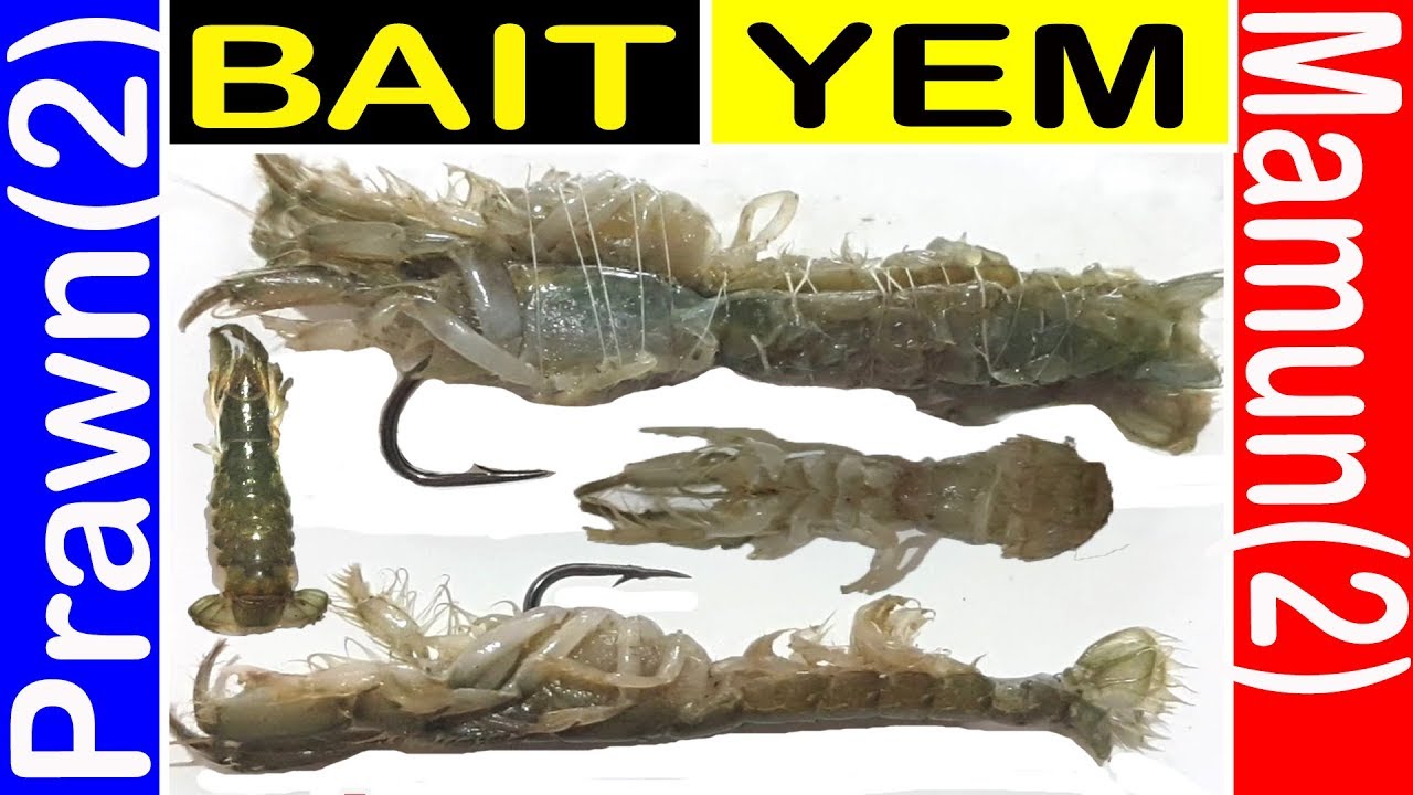 Balık Avında Mamun nasıl muhafaza edilir & takılır? Mamun Yem ipiyle iğneye nasıl bağlanır? 7fishing
