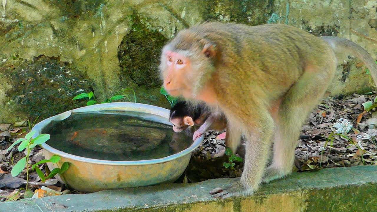 Best...Baby monkey Tessa drinks water follows her mom Teva looks so cute.