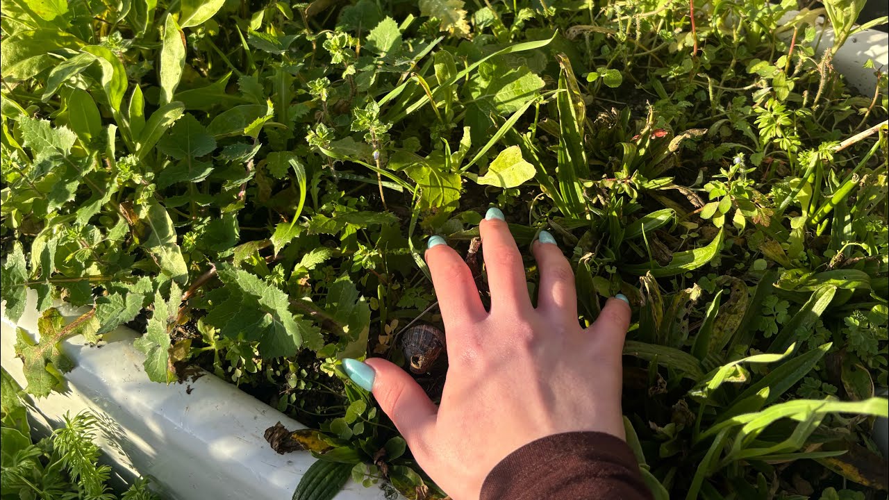 Lofi ASMR in my garden 🪴 