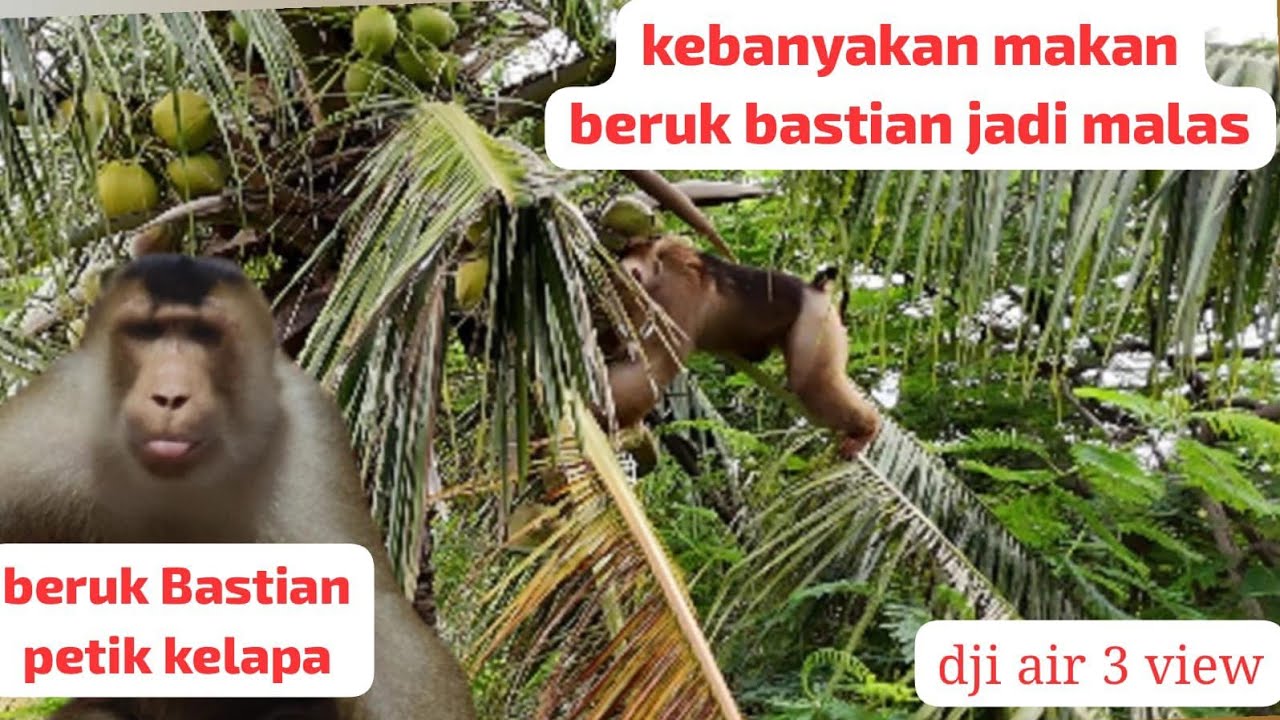 Beruk bastian metik kelapa sudah malas, akibatnya badan nya menyerupai buntelan kentut!!!