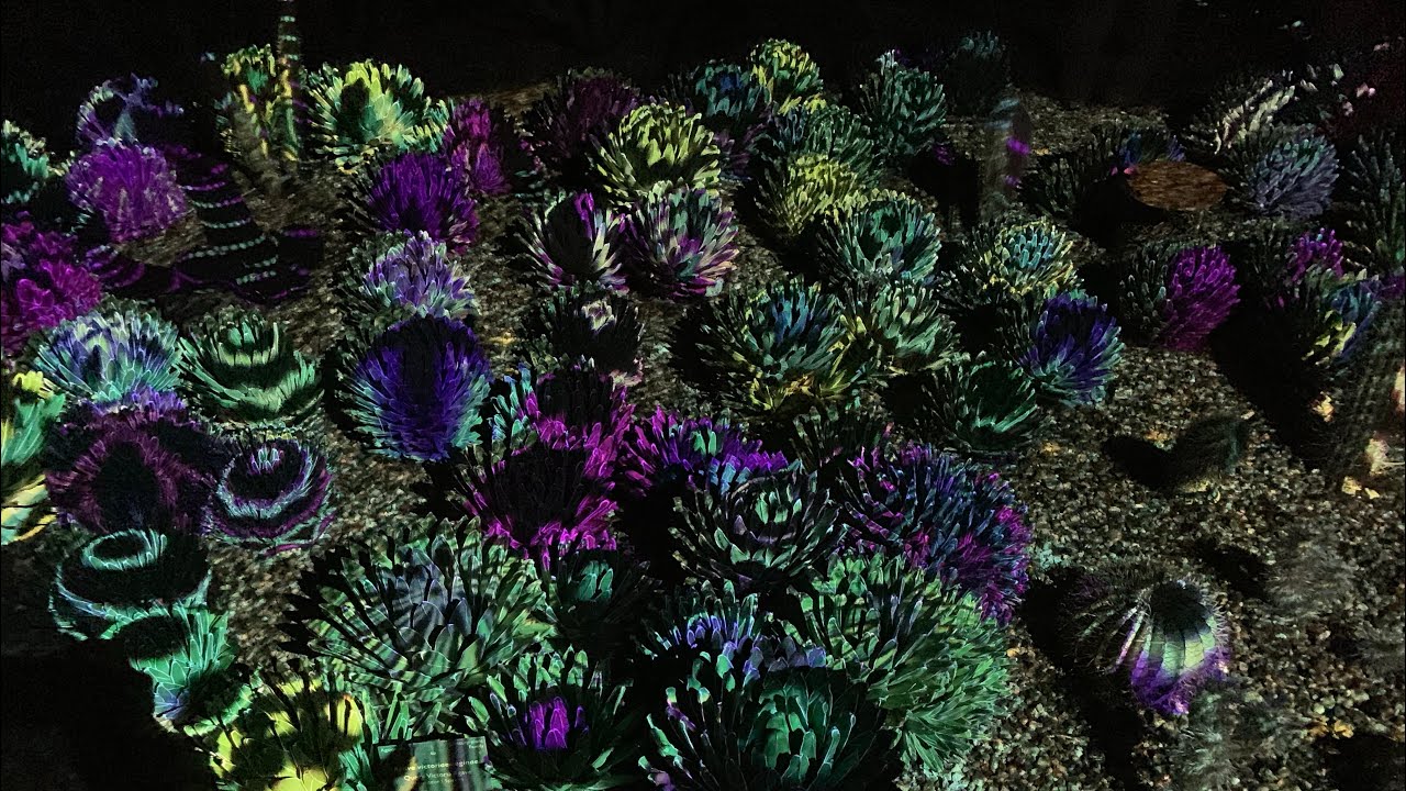 2018 Desert Botanical Garden Light Show