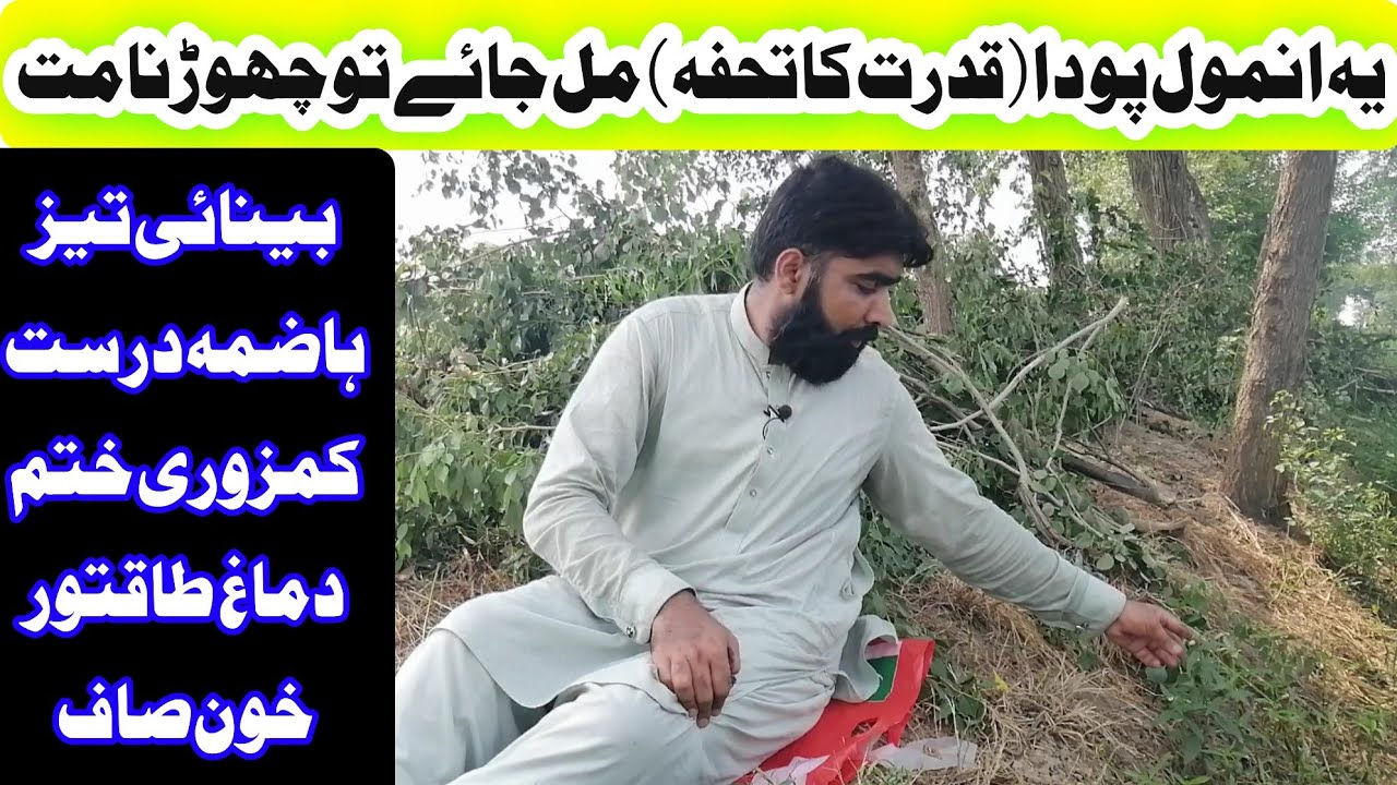 Bhringraj surprising health benefits in urdu | how to use bangra in urdu | بھنگرا کے فوائد