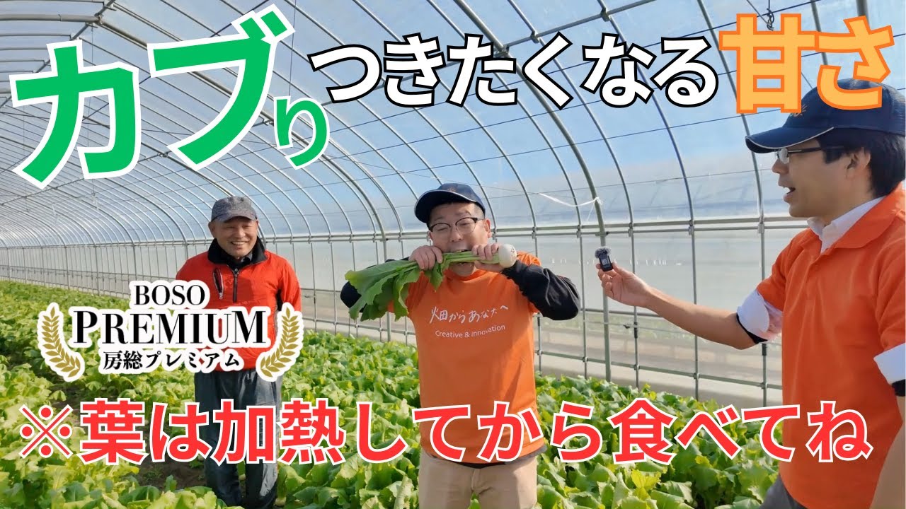 【柿のような…⁉】生食もOK！千葉房総のサラダかぶをご紹介！