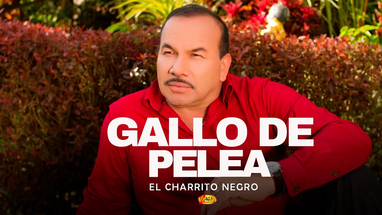 El Charrito Negro - Gallo De Pelea | M&uacute;sica Popular Colombiana