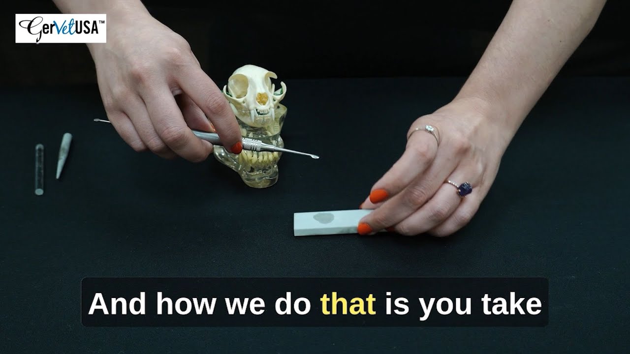 Sharpening Dental Periosteal Elevators | Demo by Sheena Davis, LVT, VTS