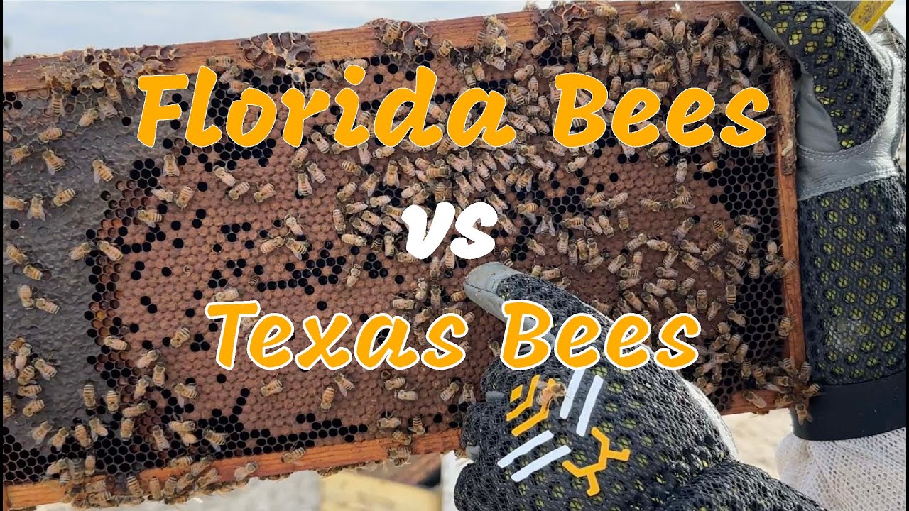 Texas vs. Florida Bee Growth!
