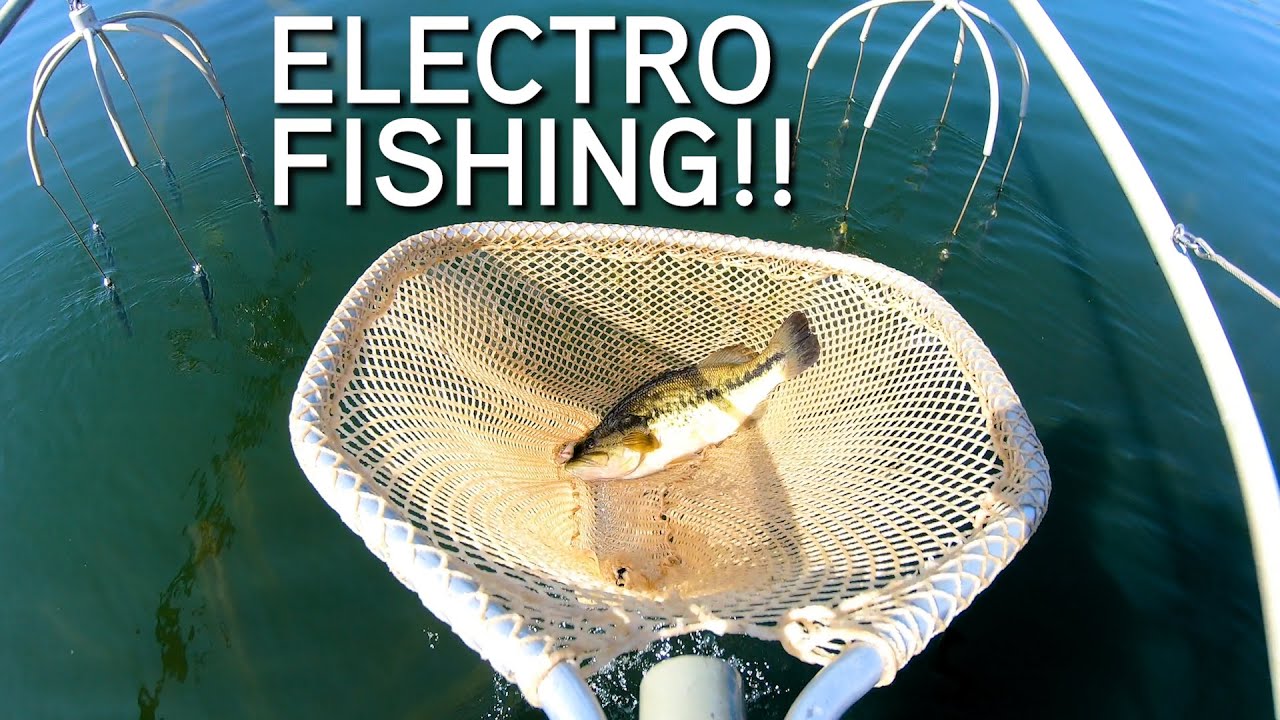 ELECTROFISHING With Fisheries Biologist!! | Shocking BIG Largemouth, Smallmouth & Bluegill!