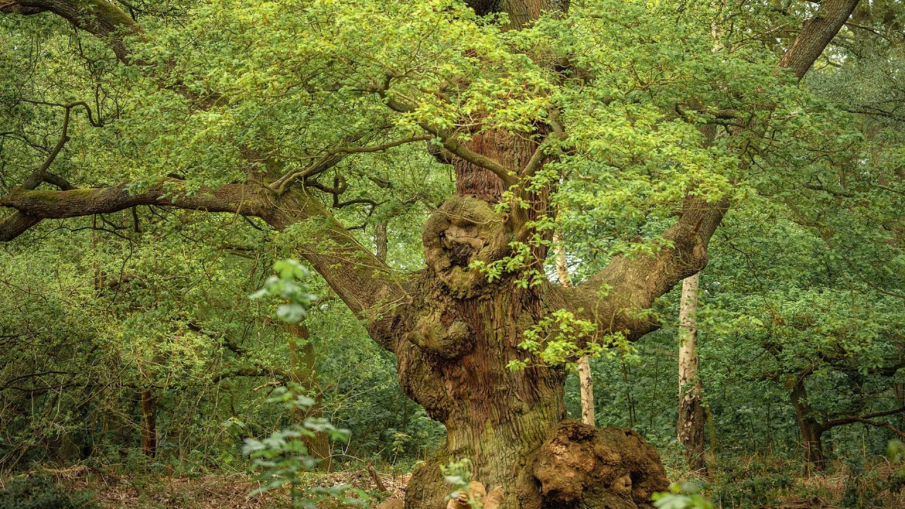 Photo Gallery No.2 · Woodland Photography from Sherwood Forest