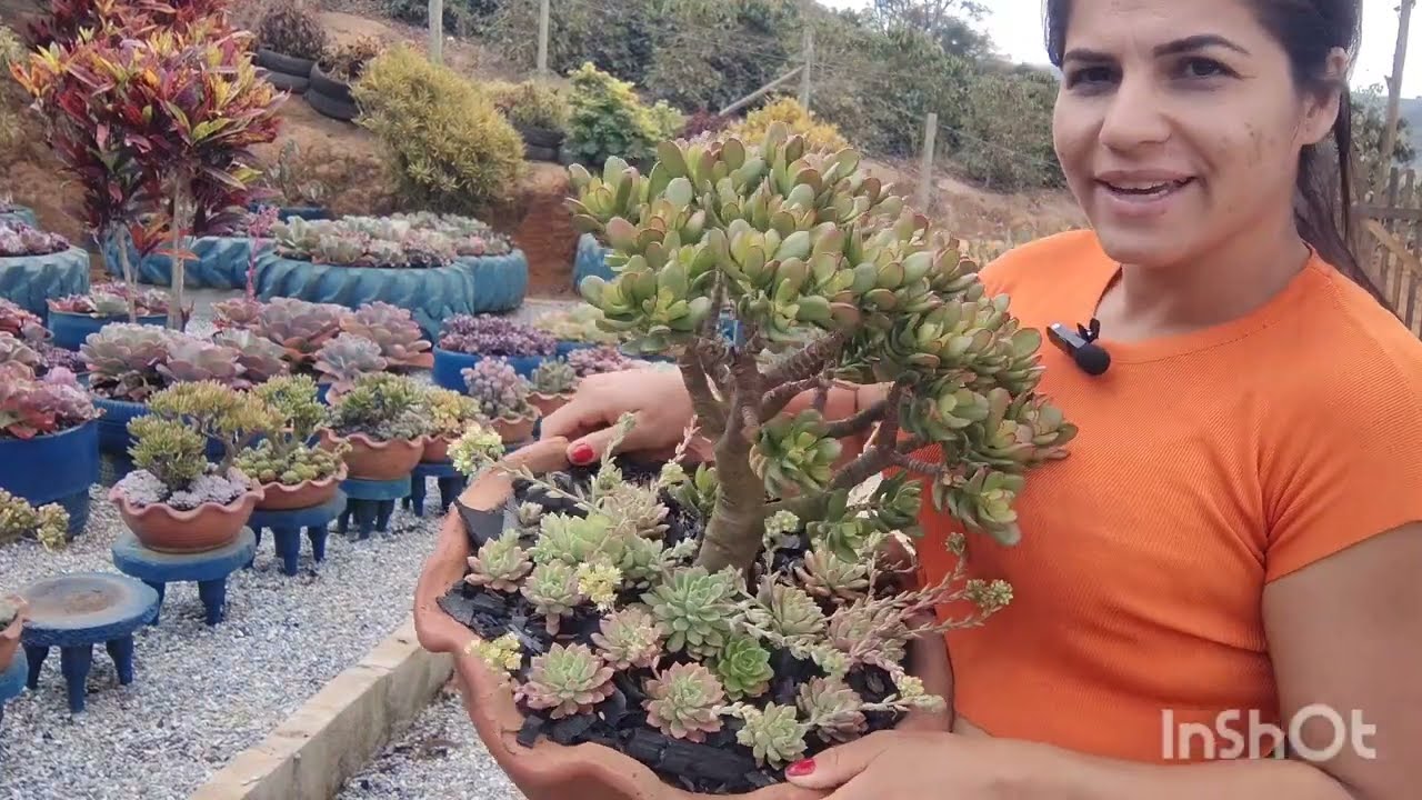 a organização do jardim começou