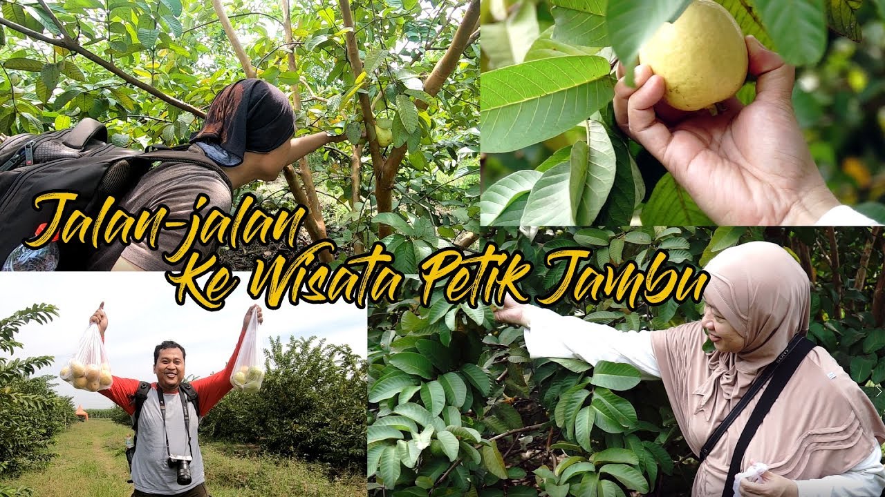 Jalan-jalan Ke Wisata Petik Jambu di Tulangan Sidoarjo