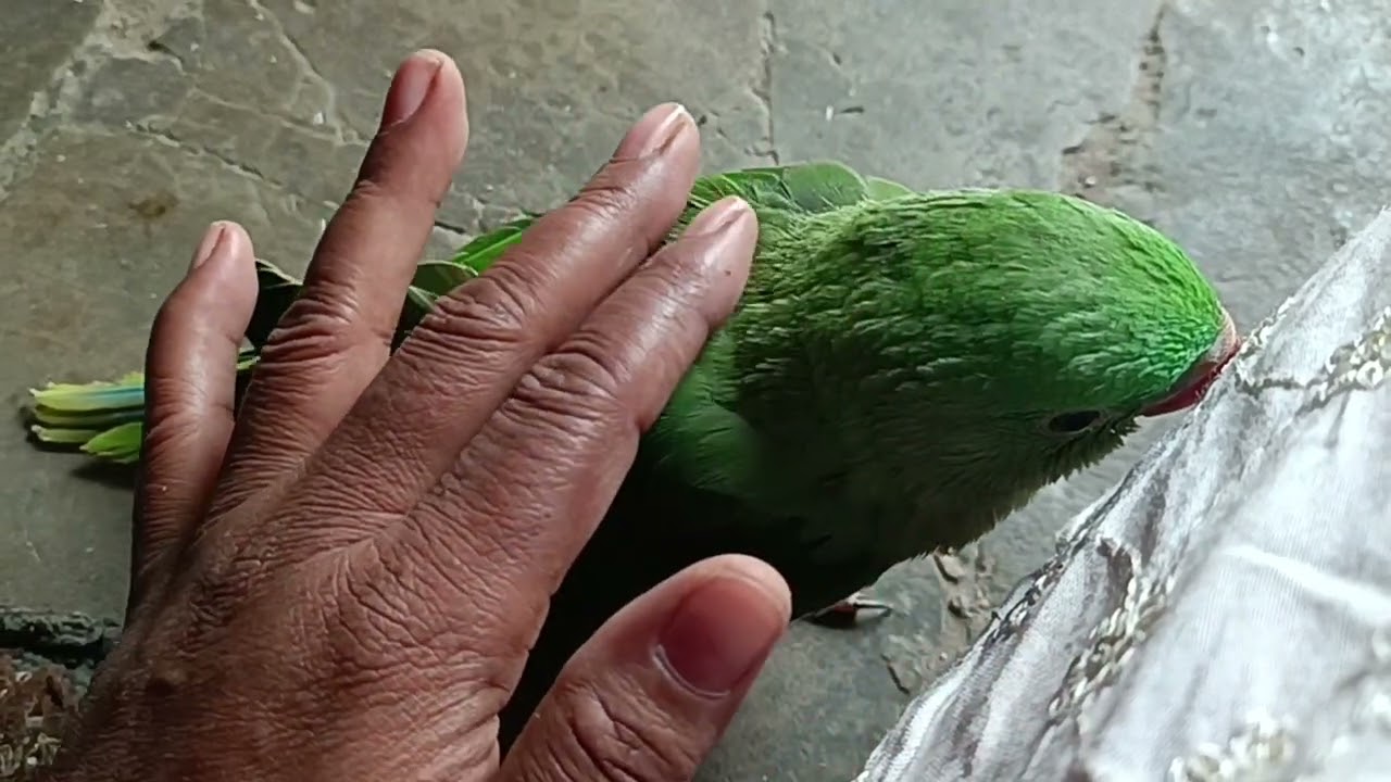 मेरा प्यारा मिठु मेरा दुलारा मिठु😍 🦜❤ || Love You Leo #loveyouleo #parrot #talkingparot 2026