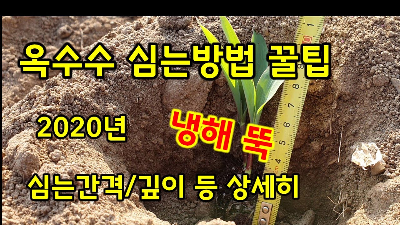 옥수수 심는방법 #1 첫번째 심는간격 깊이 등 상세히