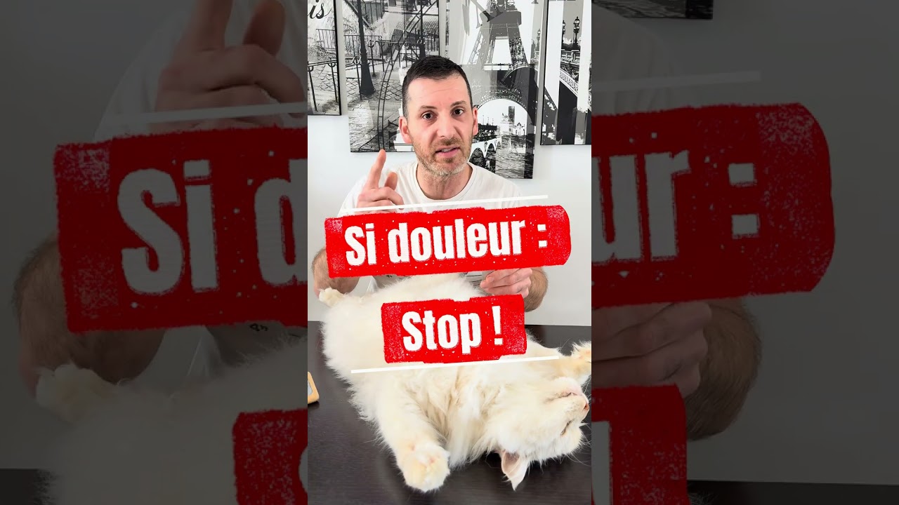 Enlever un noeud a son chat : la technique 