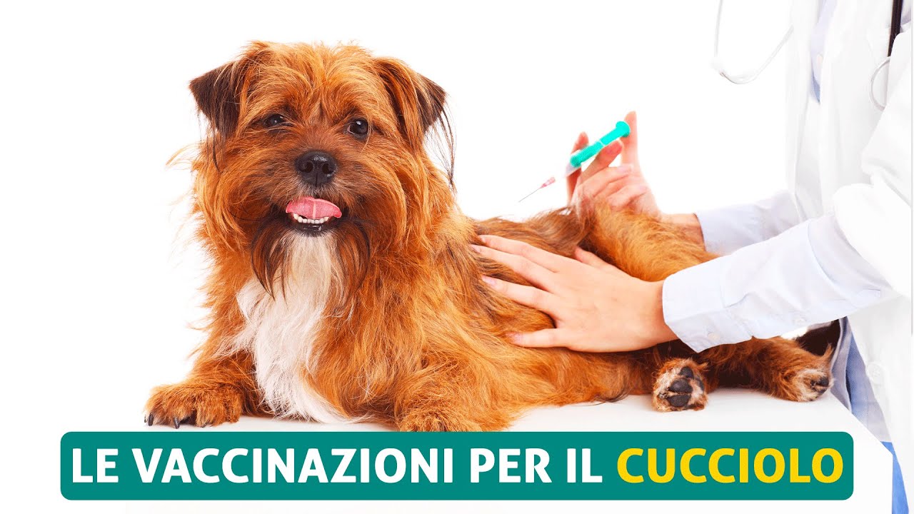 Le vaccinazioni per il cucciolo 💉