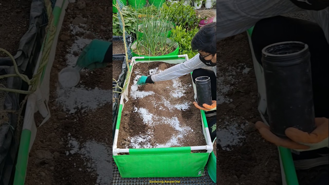 Recharge old Container soil | Soil Preparation to grow watermelon