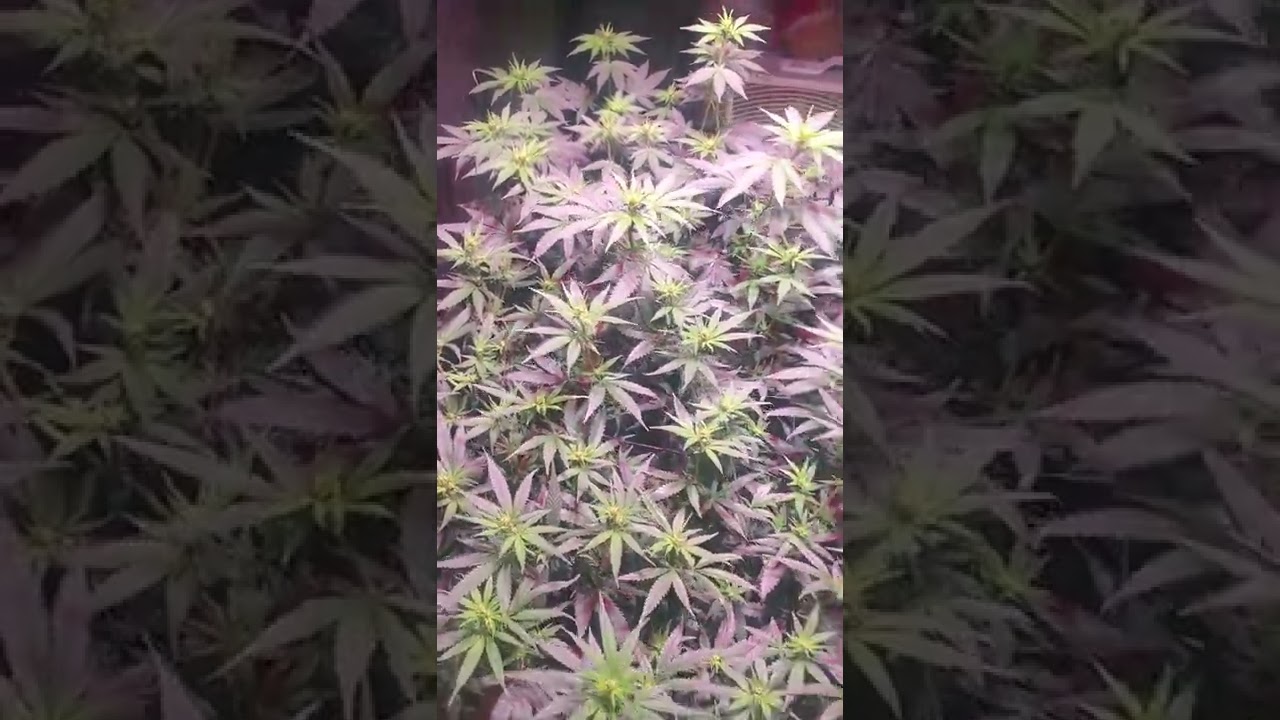 Skywalker OG and Super Lemon Haze week 2 of flower