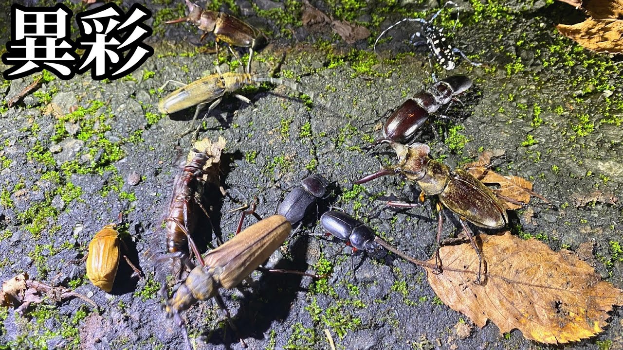 【灯火採集】マニア大興奮!? 鮮やかなカミキリムシがすごかった！