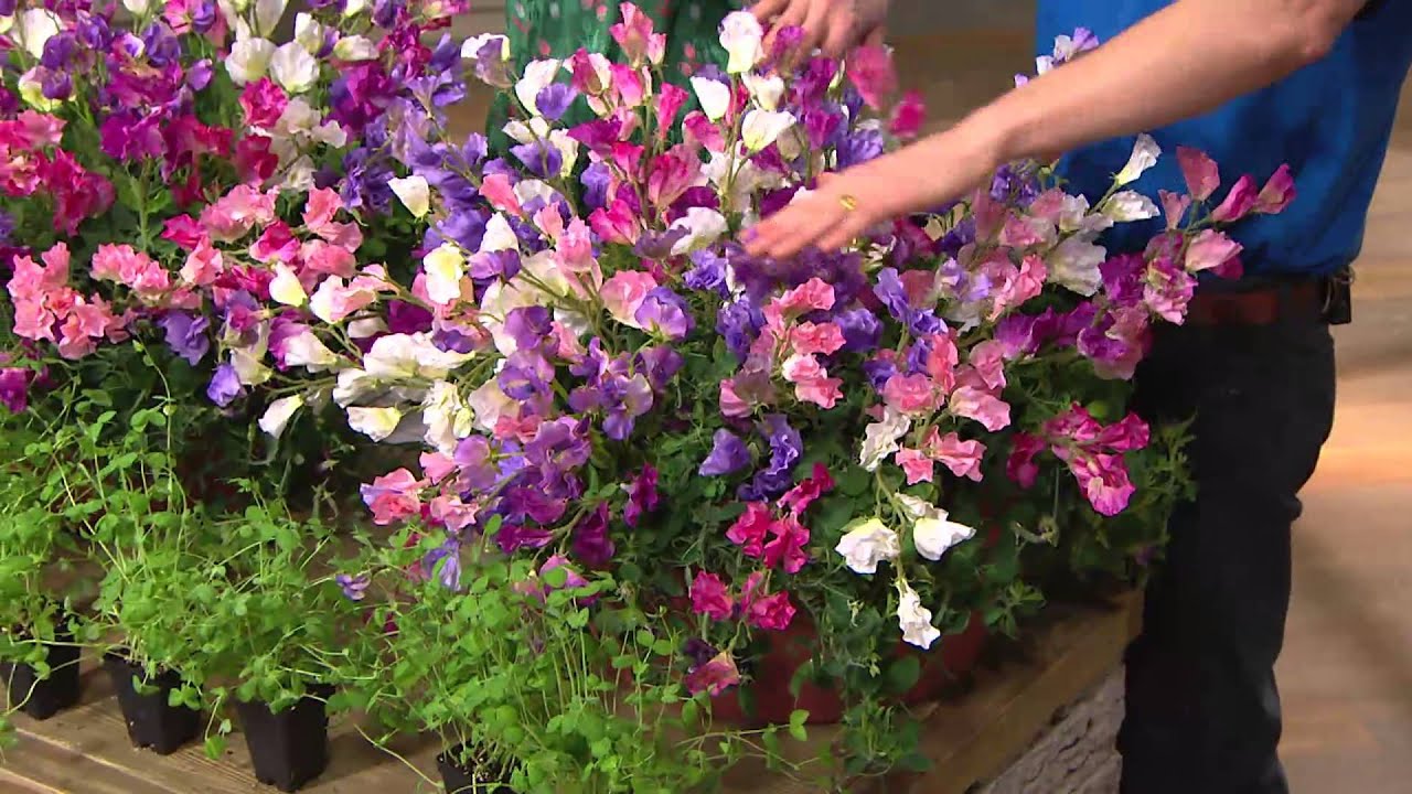 Roberta's 9-pc. Heat Loving Villa Roma Dwarf Sweet Peas with Gabrielle Kerr