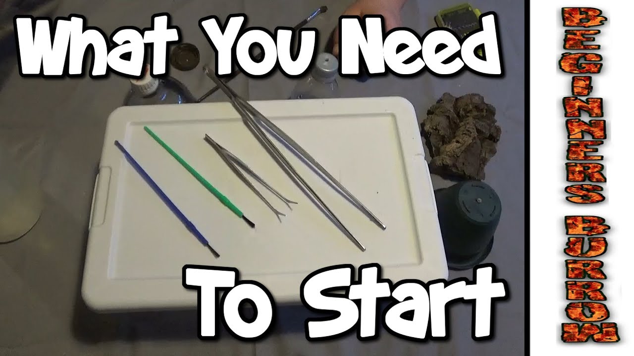 What you need for your first Tarantula - Beginners Burrow
