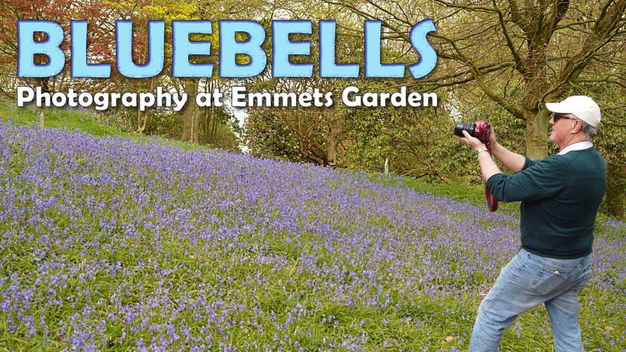 Bluebell Photography at Emmetts Garden