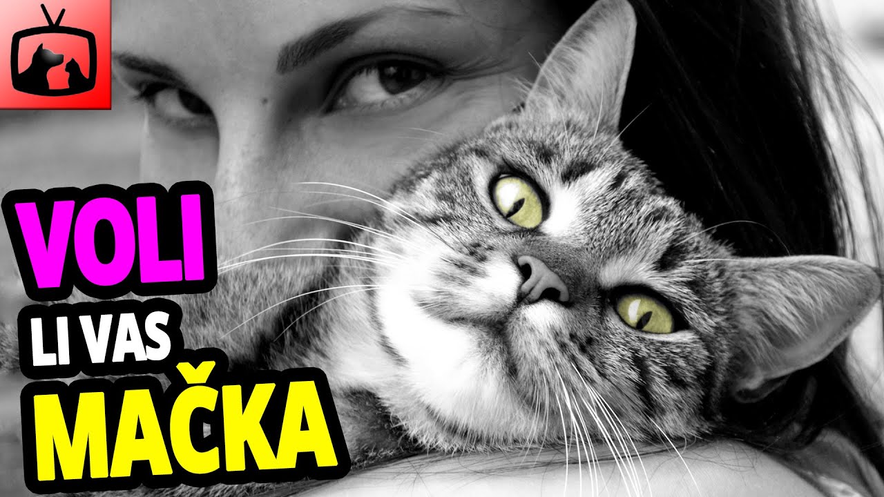 🐈 Voli Li Vas Mačka? Top 10 Znakova Kojima Mačka Pokazuje Da Vas Voli!