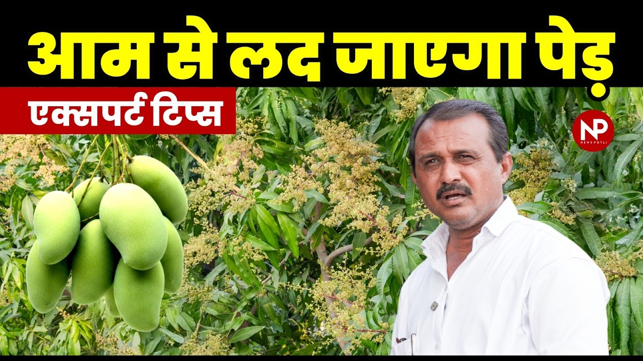 आम से लद जाएंगे पेड़ 🥭|| जानिए बाग में कब करें Wettable Sulphur और जिब्रेलिक एसिड का छिड़काव?