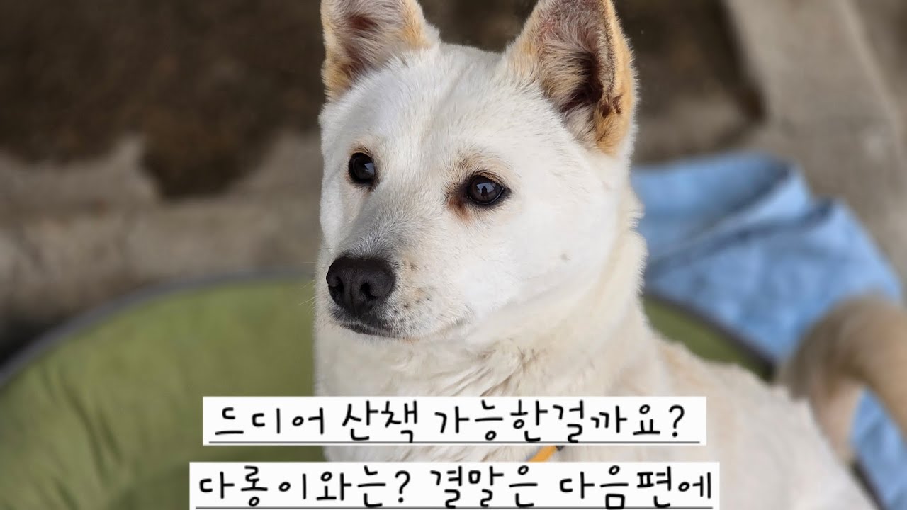 행복이 산책할수 있을까요? 다롱이와는? 결말은 다음편에..
