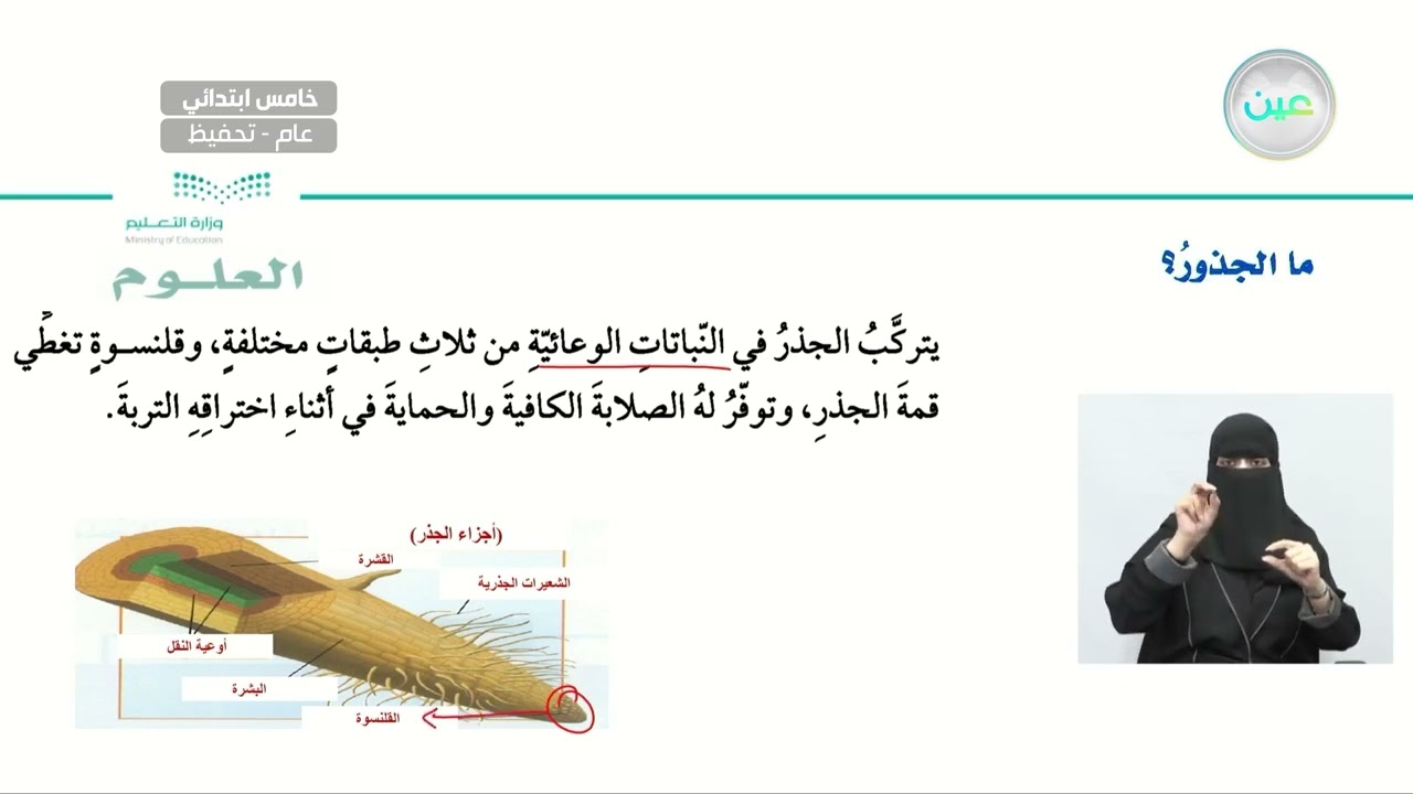 ما الجذور؟ - العلوم - خامس ابتدائي - الفصل الدراسي الأول