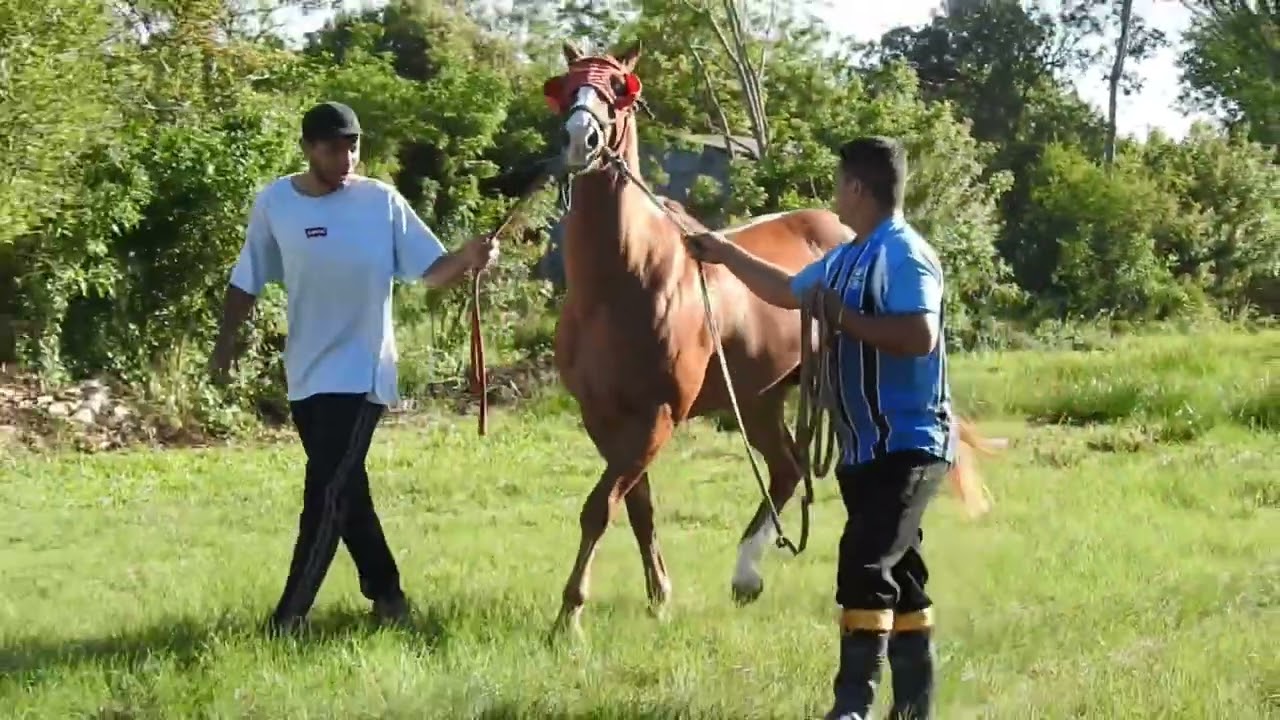 JOCKEY CLUB ANIBAL PADAO - GP CIDADE DE MAÇAMBARA - 400 METROS - APRESENTAÇÃO 