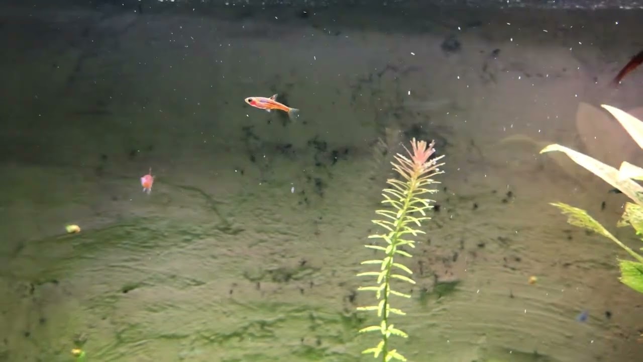 Top peces compatibles con gambas