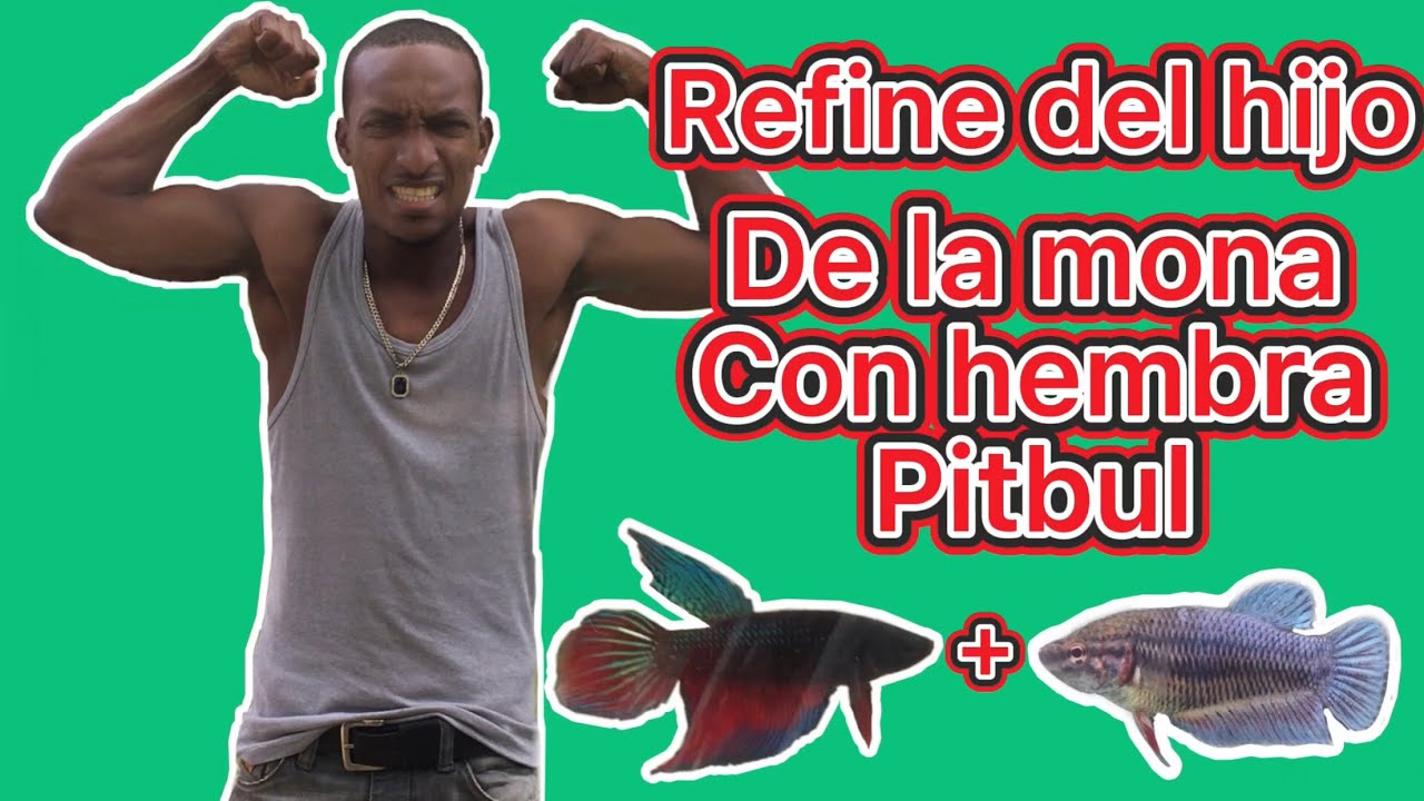 Refine del hijo de la mona lagunero con hembra pitbul