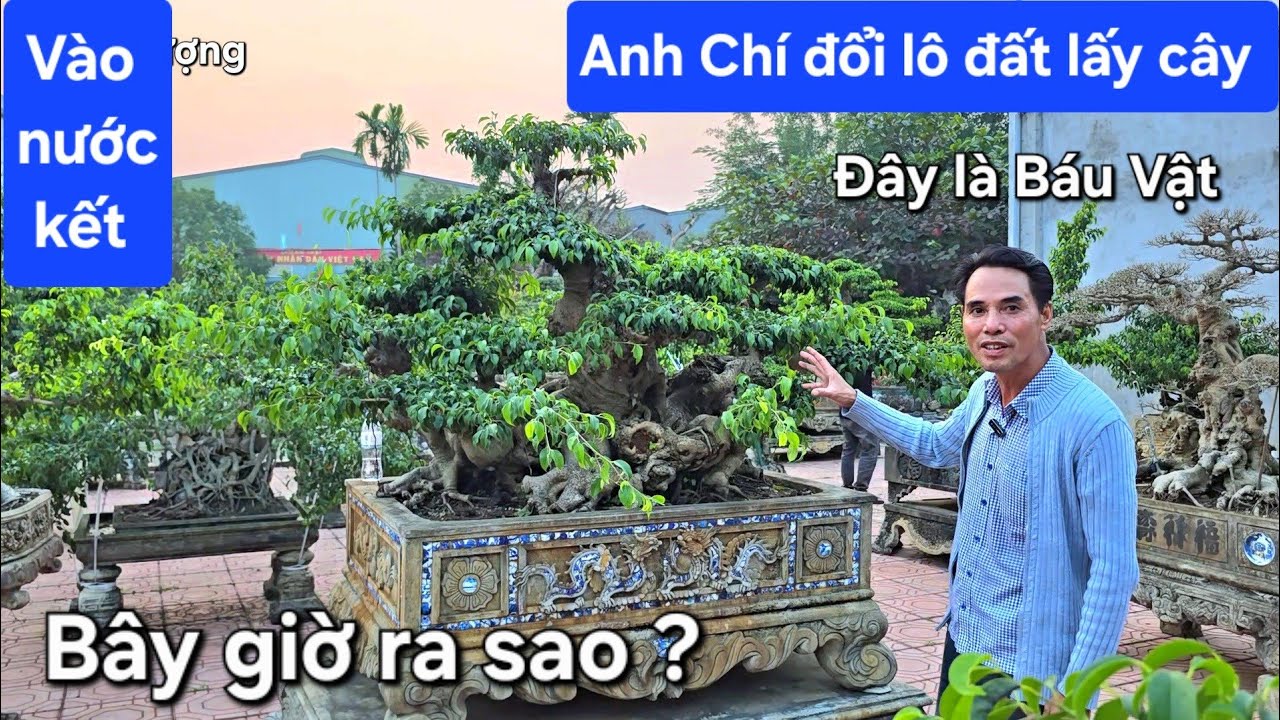 Anh Chí đổi lô đất lấy cây sau 6 năm bây giờ ra sao ?