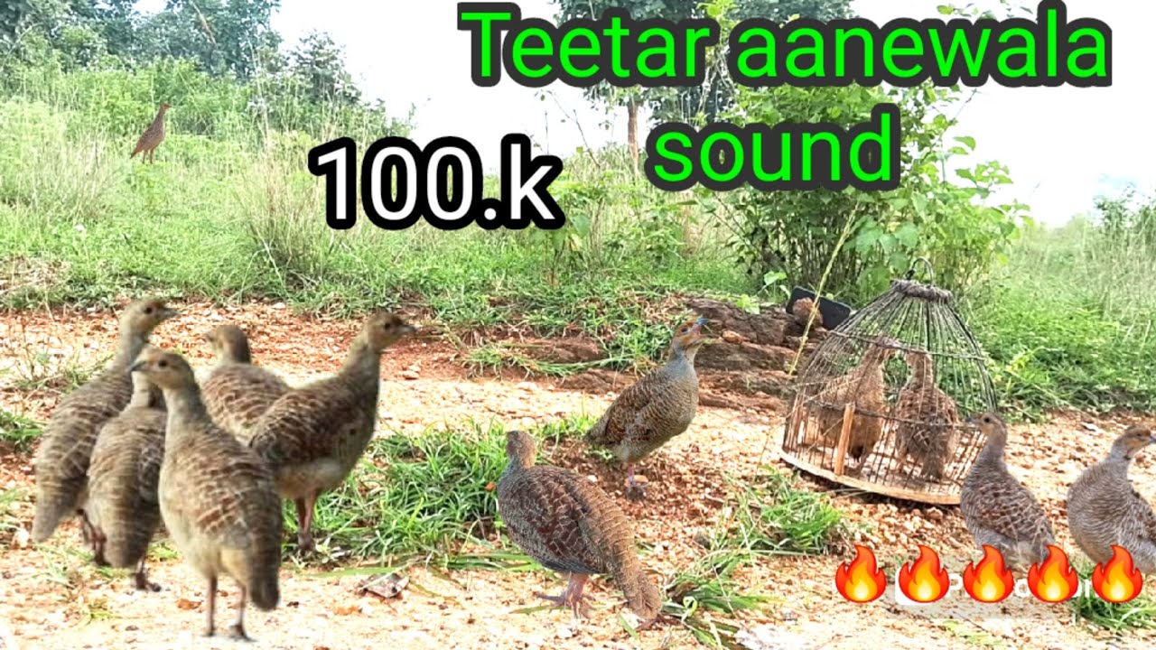 15 min तीतर का आवाज | teetar ki awaaz 🎶👌 | francolin voice . partridge sound | Teetar calling