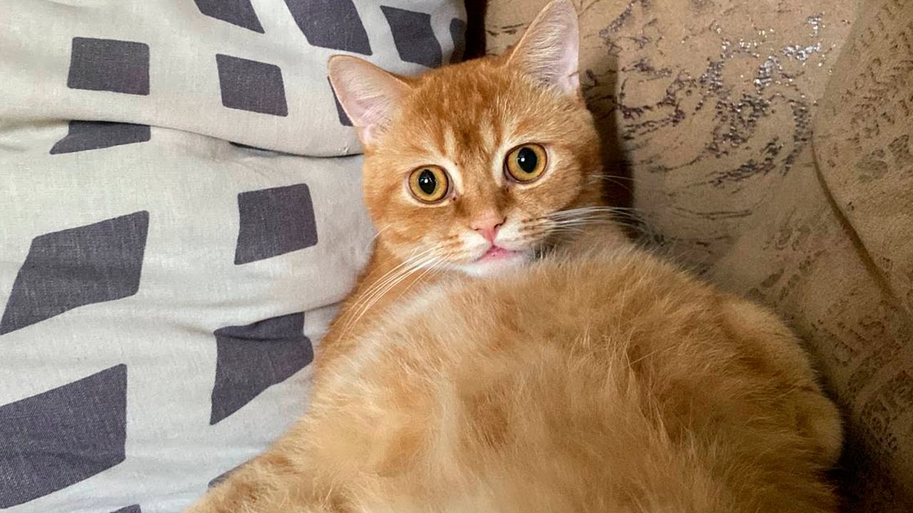Милый рыжий котик отдыхает на кресле
