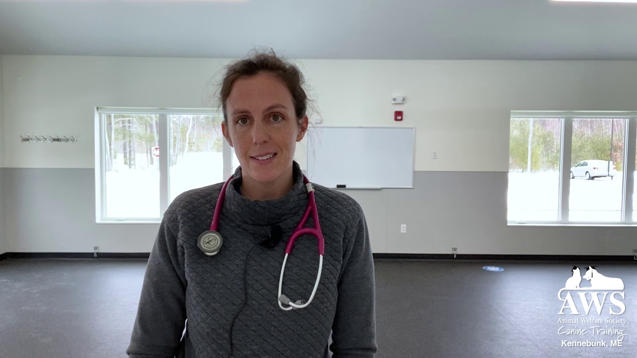 Ask the Trainer: Canine Fitness