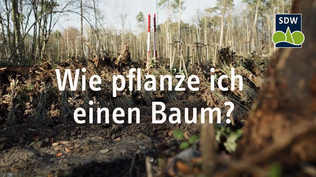 Wie pflanze ich einen Baum?