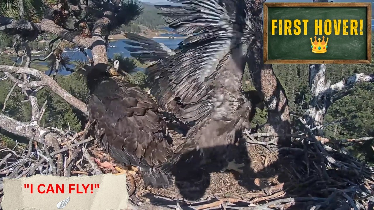 LUNA IS FLYING?! 🪽 Jumping & Hovering in the Nest &mdash; Fledge Is HERE! | Big Bear Bald Eagles 2026