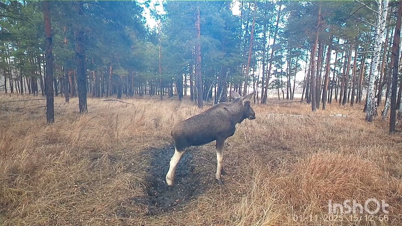 Попытка поймать ротанов. Лоси и кабаны в объективе фотоловушки. 