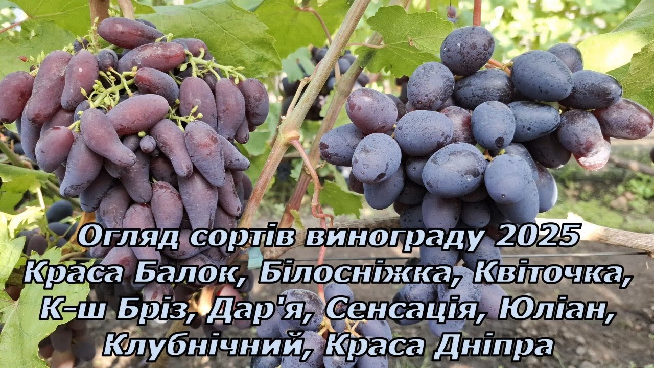 Огляд сортів винограду 30 серпня 2025 частина-1