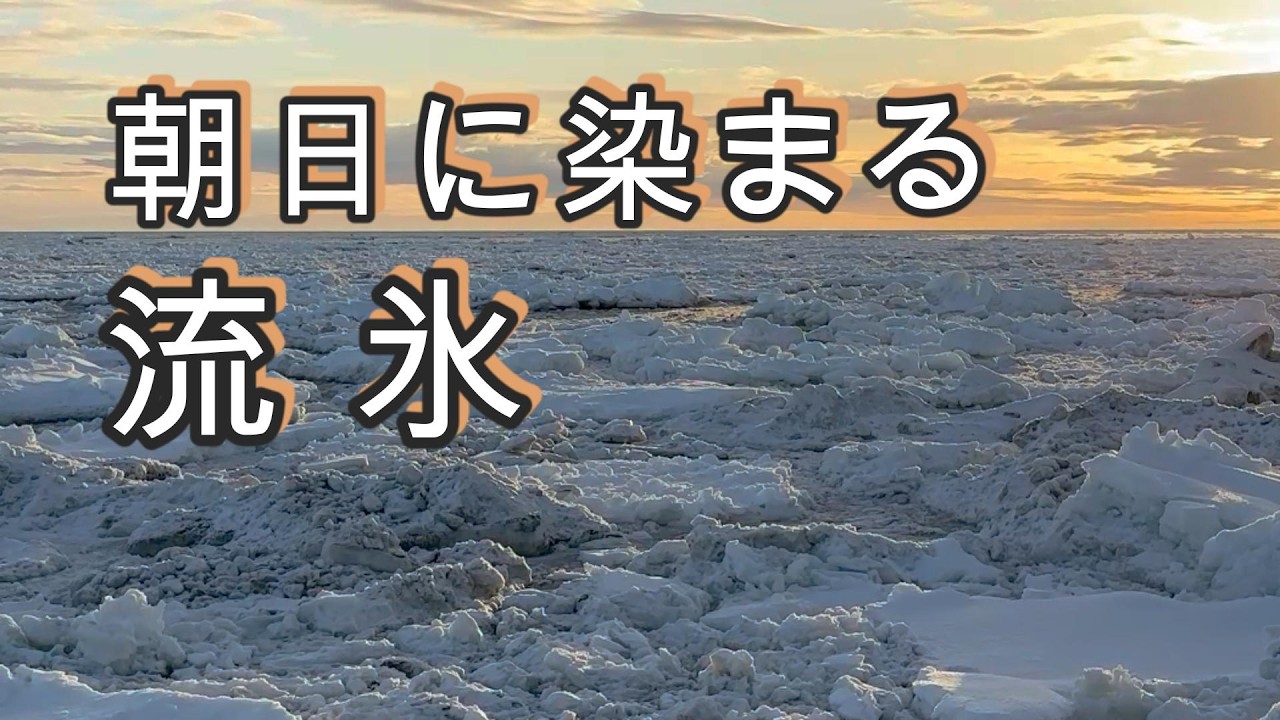 【北海道】流氷の朝｜野付半島で出会ったエゾシカ•白鳥•ナラワラ｜知床連山の絶景ドライブ