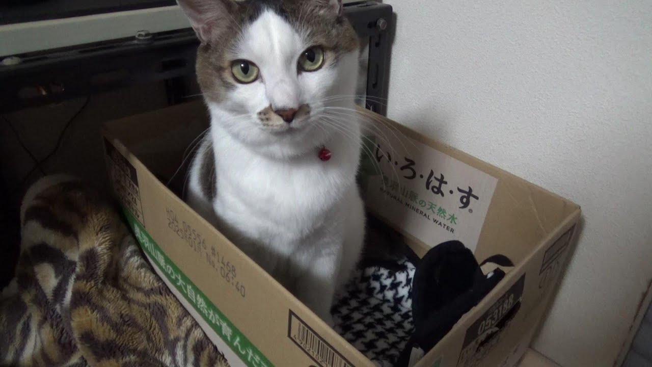 飼主へのマウントを止めない猫に更なる対策を講じました