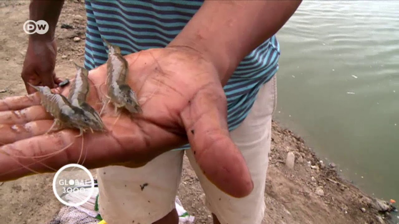 Ecuador: cría sustentable de camarones | Global 3000