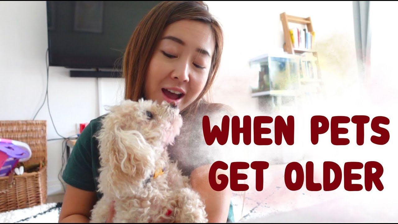 When Pets Get Older