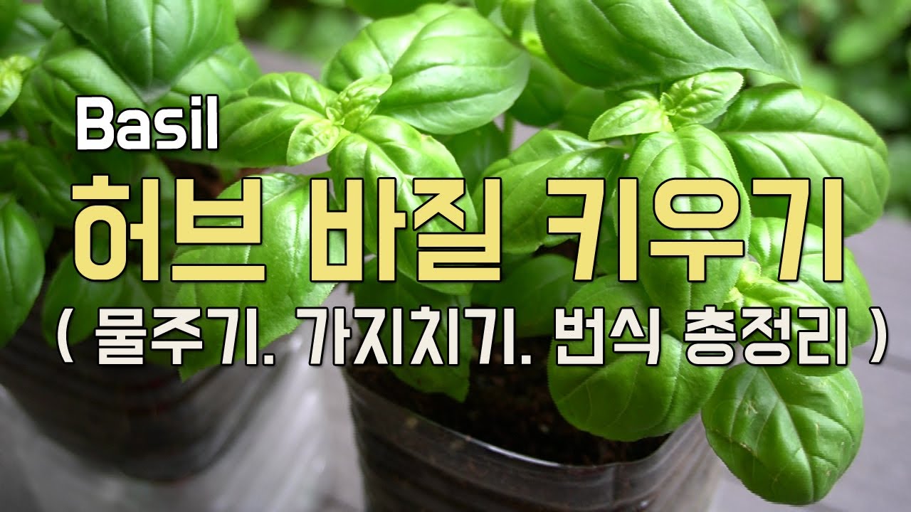 허브 바질 키우기 물주기부터 번식, 가지치기까지 알기쉽게 !  (How to grow Basil)
