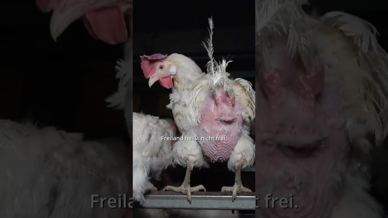 Freiland. Freiheit? Fehlanzeige! 😠 - Das bedeutet Freilandhaltung wirklich
