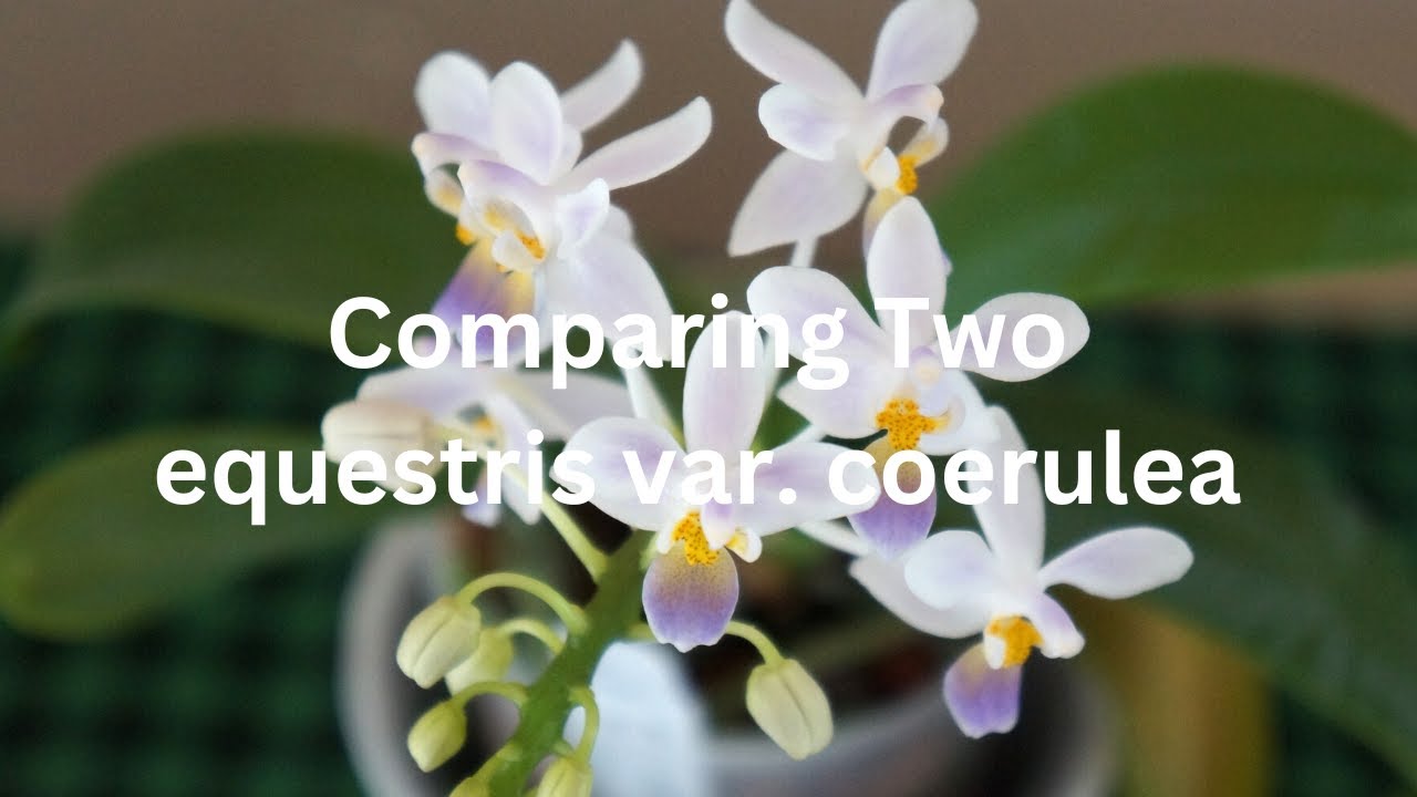 Comparing two Phalaenopsis equestris (coerulea) side by side | Orchid Care Tips