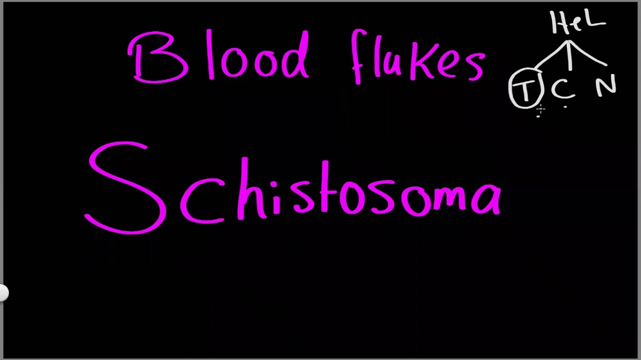 Parasitology 05 Schistosoma »DrMoaz