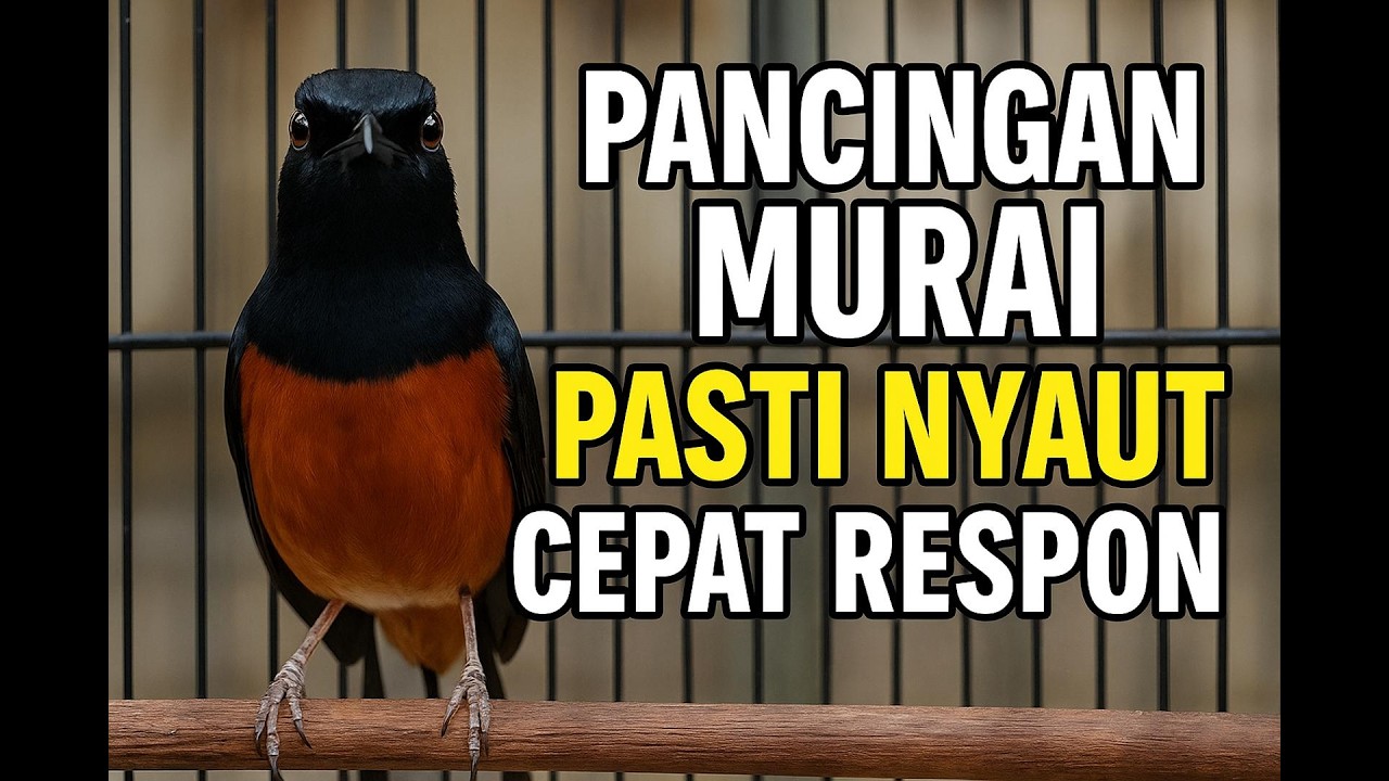 Suara Pancingan Murai batu Bikin Nyaut Ngotot Rajin Bunyi