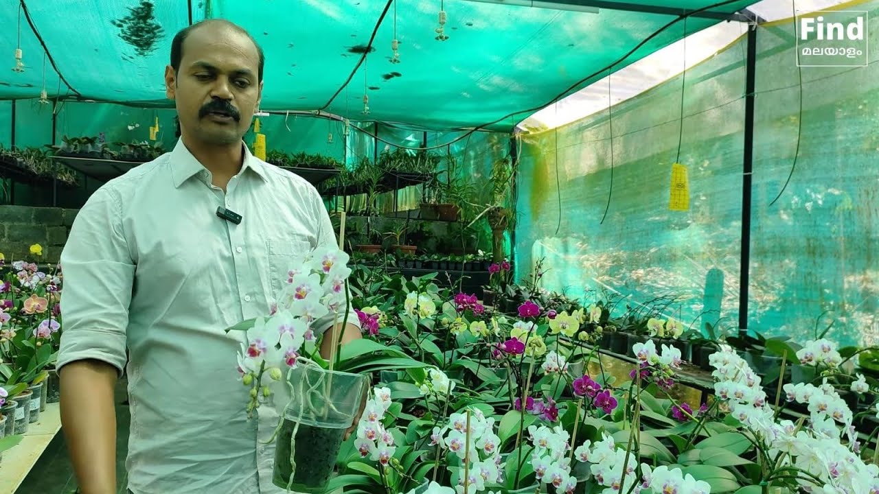 🌸Orchids കിടിലന്‍ stock എത്തി 😲 All types of Orchid Plants Sale #orchids #dendrobium #phalaenopsis